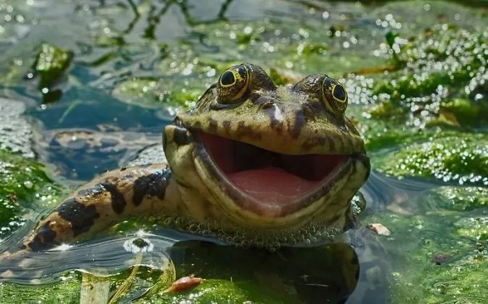30 Fotos divertidas de fauna captadas en el momento justo