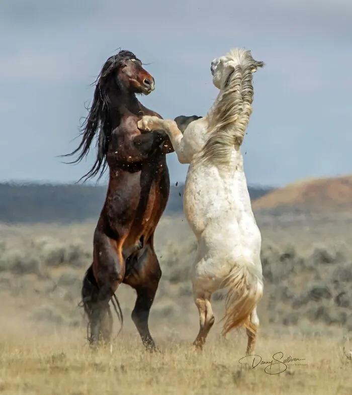 40 Of The Funniest Wildlife Photos Ever Captured At Exactly The Right Moment