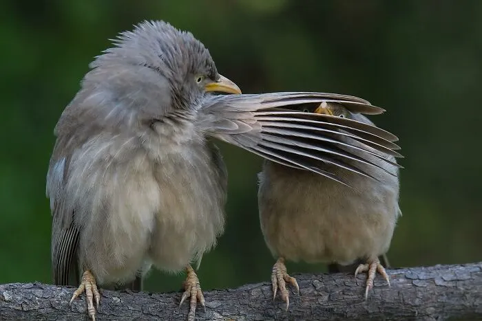30 Fotos divertidas de fauna captadas en el momento justo