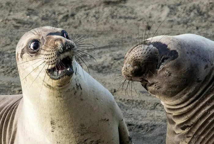 30 Fotos divertidas de fauna captadas en el momento justo