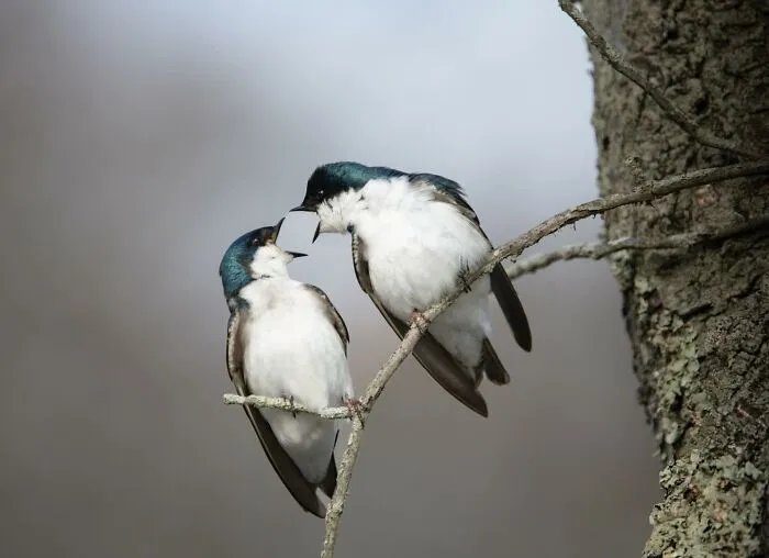 30 Fotos divertidas de fauna captadas en el momento justo