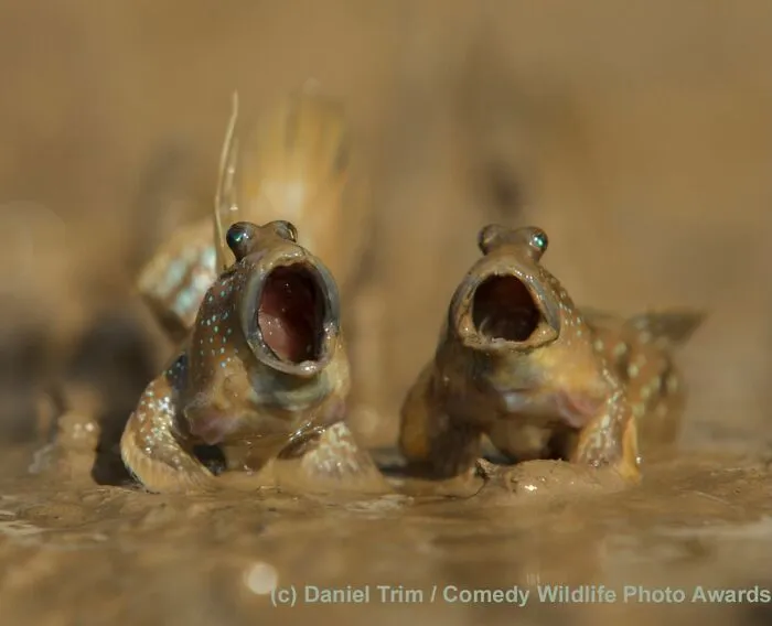40 Of The Funniest Wildlife Photos Ever Captured At Exactly The Right Moment
