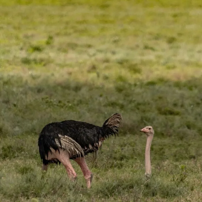 30 Fotos divertidas de fauna captadas en el momento justo