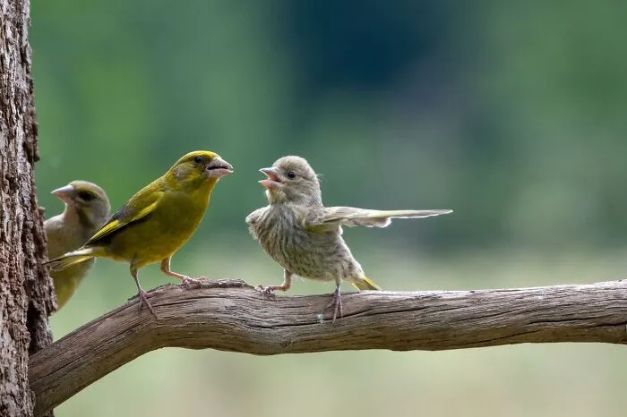 30 Fotos divertidas de fauna captadas en el momento justo