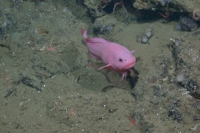 Snailfish