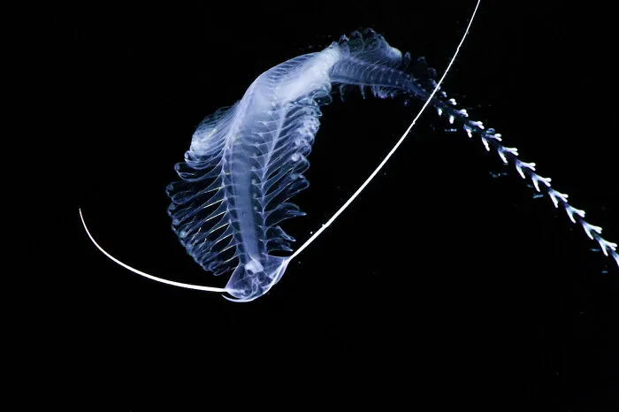 Gossamer Worm