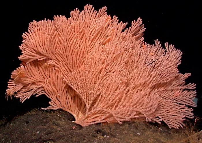 Bamboo Coral