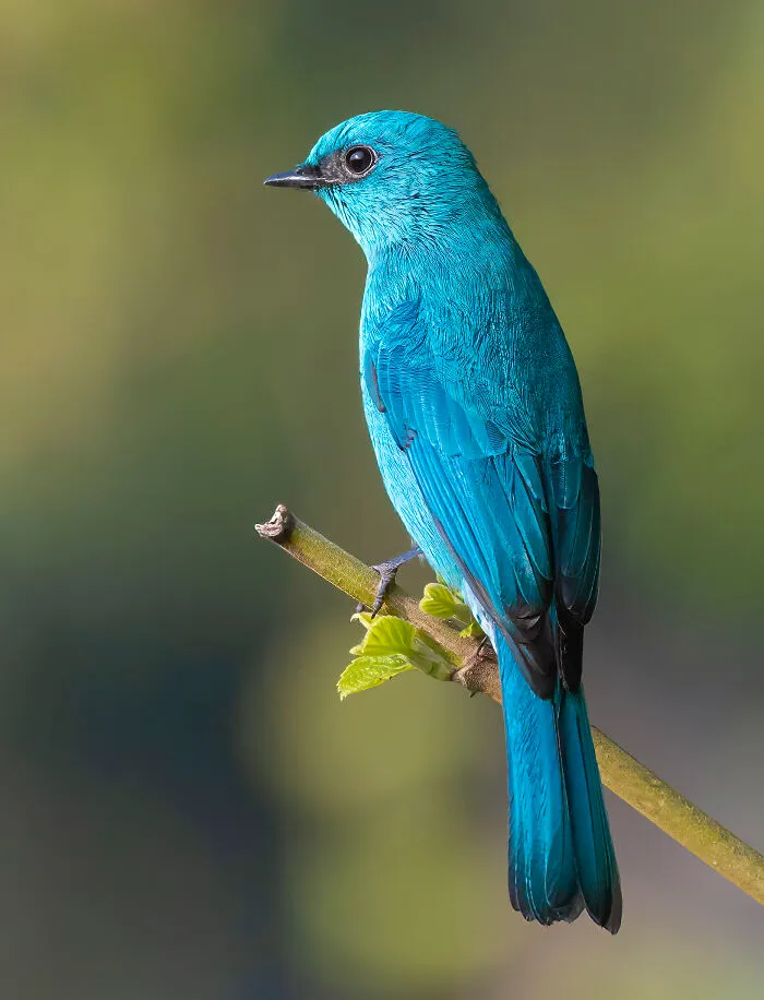 The Verditer Flycatcher (Eumyias Thalassinus)