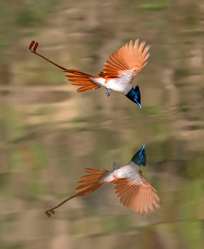 Indian Paradise Flycatcher (Terpsiphone Paradisi)
