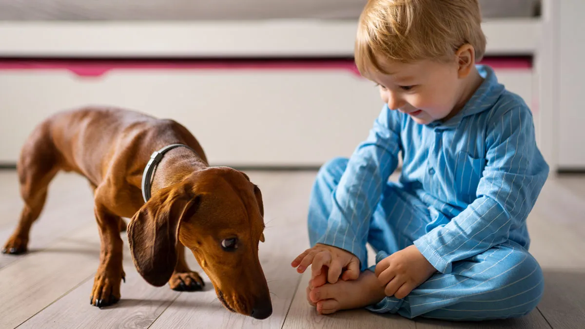 Woman Skips Weekly Dinners Because Of Sis' Chaotic Dog, Parents Say She’s Keeping Grandkids Away