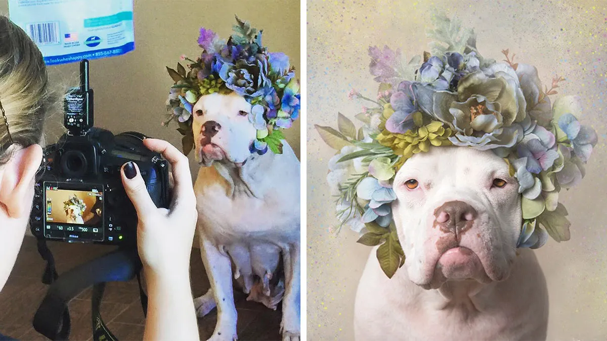 “He Isn’t A Pit Bull, He Is A Flower Dog!”: 26 New Photos Changing Perception One Person At A Time