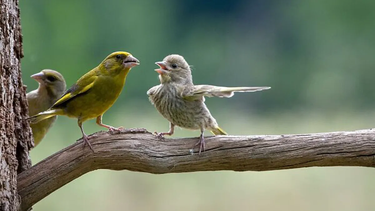 30 Fotos divertidas de fauna captadas en el momento justo
