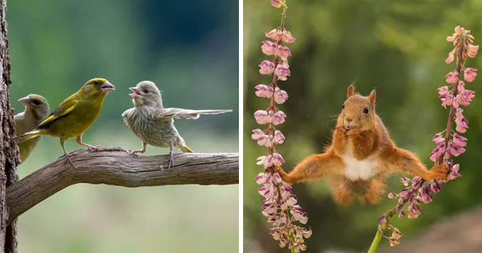 30 Fotos divertidas de fauna captadas en el momento justo