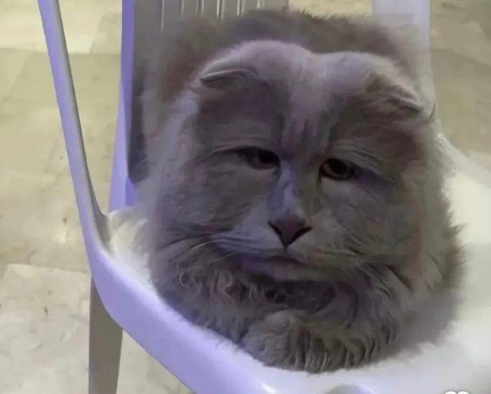 Not My Cat But C’mon