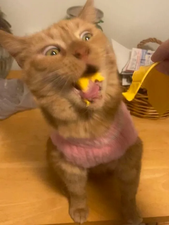 The Day Doug Discovered His Love For Cheese