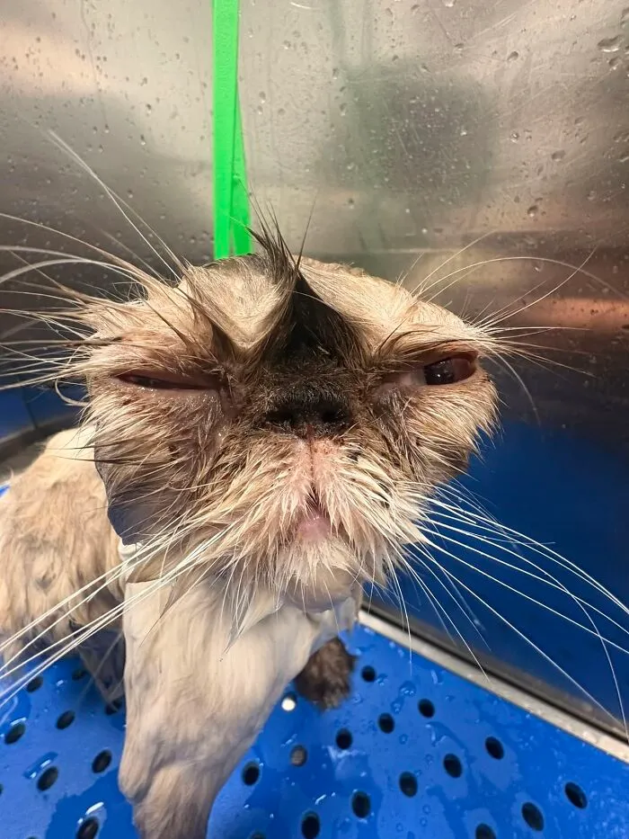 Not My Cat But A Cat From Work LOL