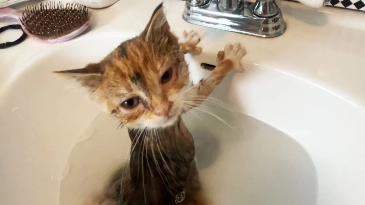 93 Terrible Cat Photos That Are Too Funny For Their Owners To Delete