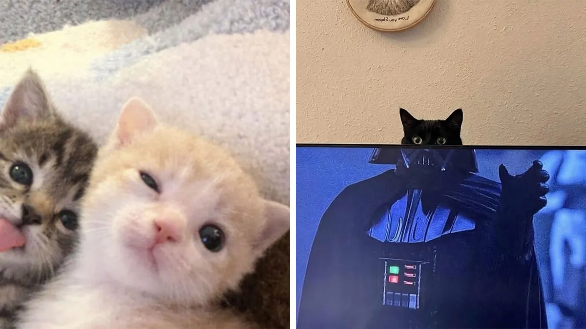 This Community Shared 80 Hilarious Cat Moments That Perfectly Capture Their Weirdness