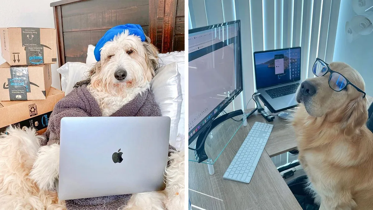 This Page Shared 59 Funny Pics Of Dogs Who Somehow Became The Cutest Remote Workers Ever