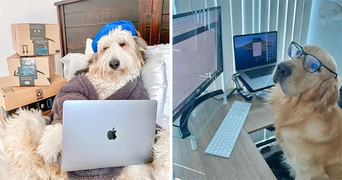 This Page Shared 59 Funny Pics Of Dogs Who Somehow Became The Cutest Remote Workers Ever