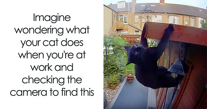 This Page Shared 50 Funny Memes For Your Daily Dose Of Cute Animal Content