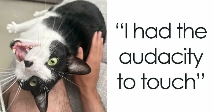 80 Hilarious Cats Caught Meowing Like Their Lives Depended On It (New Pics)