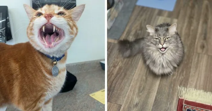 80 Hilarious Cats Caught Meowing Like Their Lives Depended On It (New Pics)