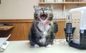 80 Hilarious Cat Pics That Capture What Happens When Meowing Becomes A Full-Time Job (New Pics)