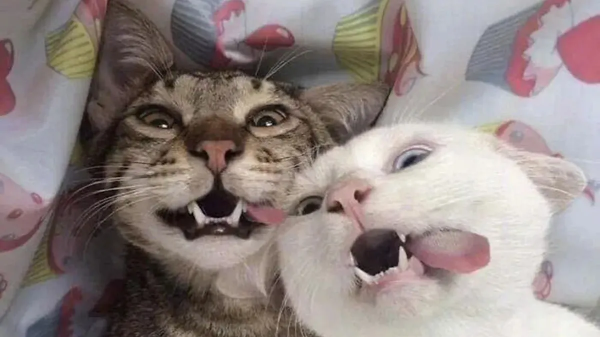 ‘Why I Should Have A Cat’ Page Shared 51 Pics That Could Turn You Into A Cat Person