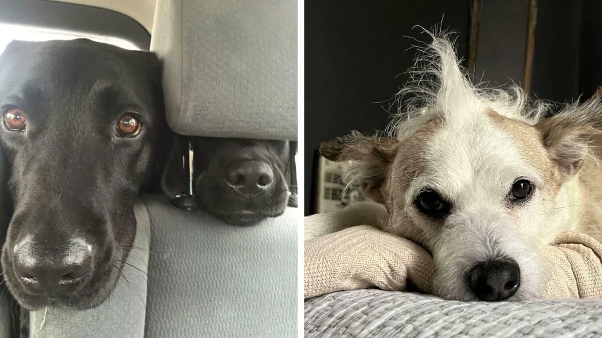 81 Times Dogs Were Being Their Goofy Silly Selves And People Just Had To Share Their Photos (New Pics)