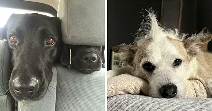 81 Times Dogs Were Being Their Goofy Silly Selves And People Just Had To Share Their Photos (New Pics)