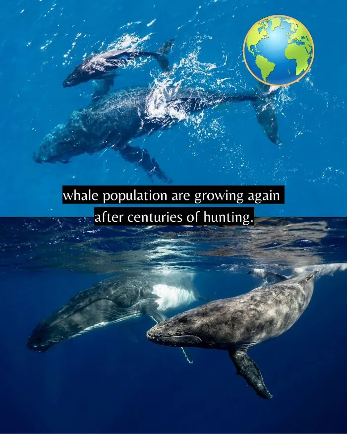 If You Can’t Take It Anymore, Here Are 55 Good News Stories That Recently Happened (New Pics)