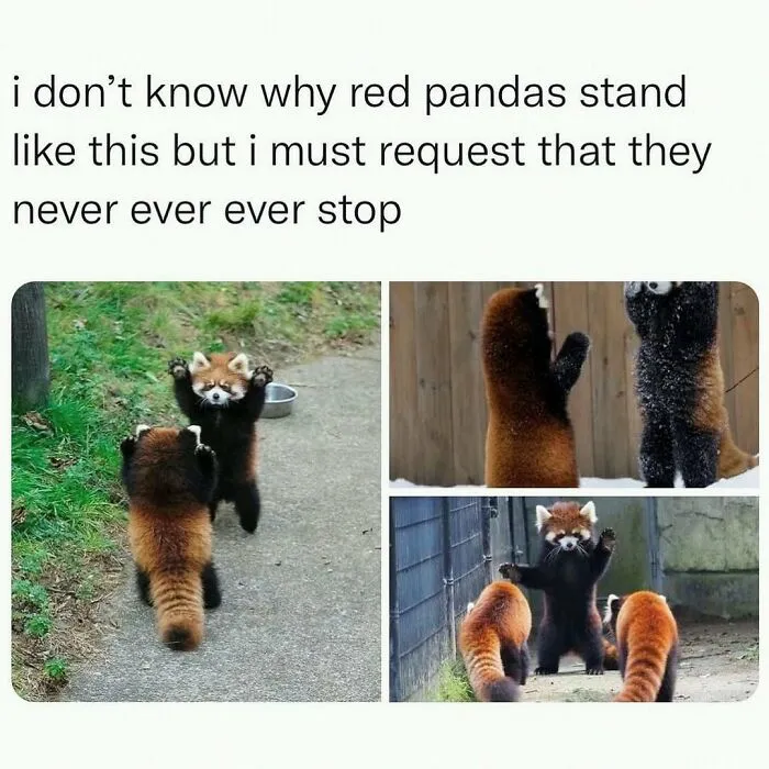 This Instagram Page Shares 55 "No Context" Animal Memes That Are Pure Comedy