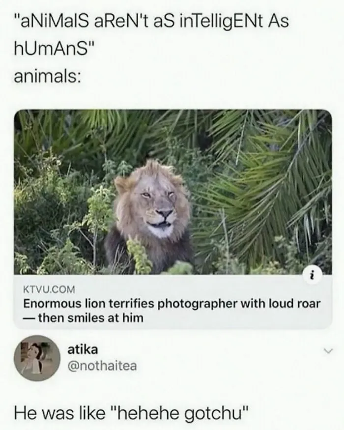 This Instagram Page Shares 55 "No Context" Animal Memes That Are Pure Comedy
