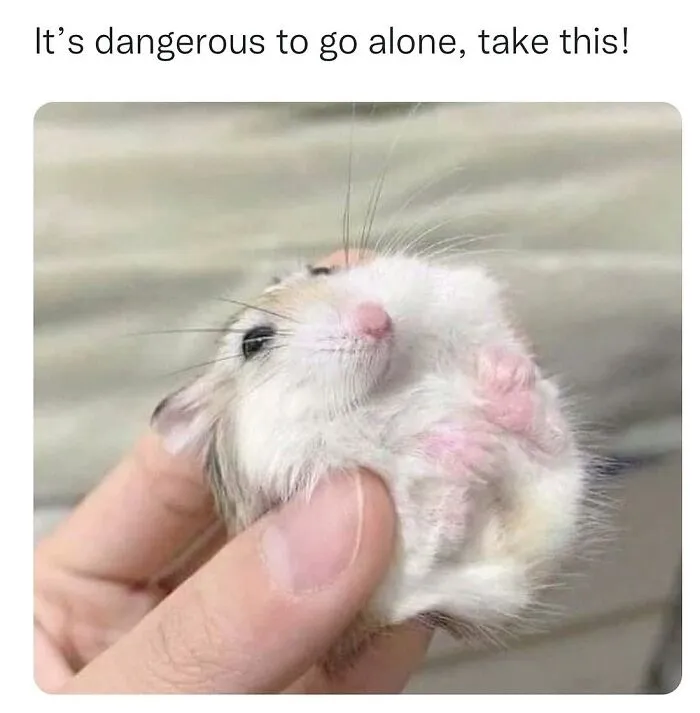 This Instagram Page Shares 55 "No Context" Animal Memes That Are Pure Comedy