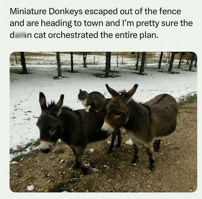 This Instagram Page Shares 55 "No Context" Animal Memes That Are Pure Comedy