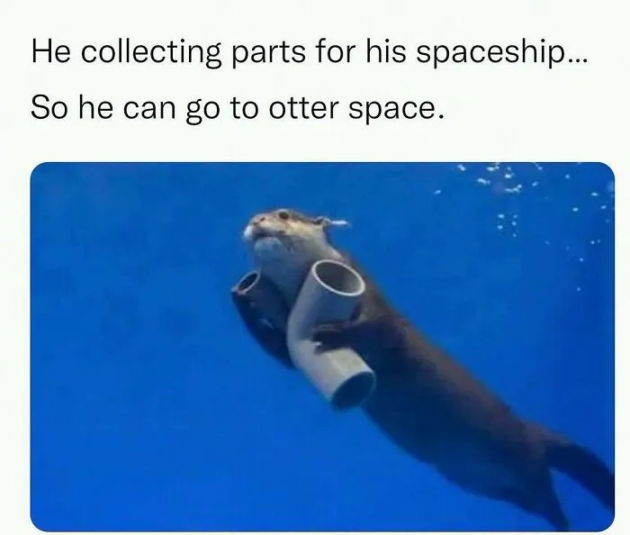 This Instagram Page Shares 55 "No Context" Animal Memes That Are Pure Comedy