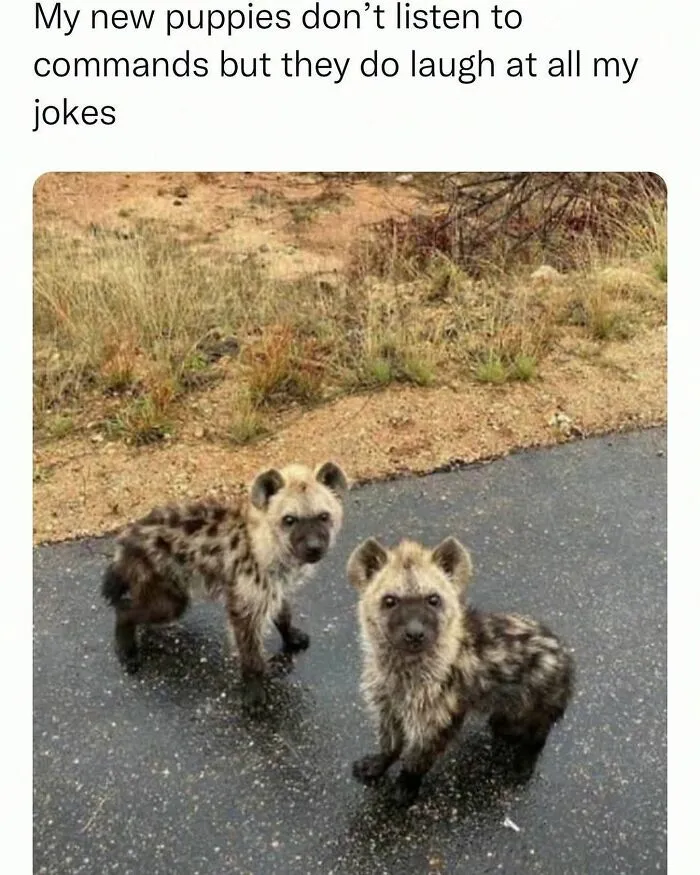This Instagram Page Shares 55 "No Context" Animal Memes That Are Pure Comedy