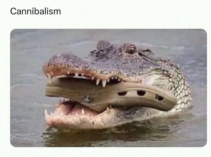 This Instagram Page Shares 55 "No Context" Animal Memes That Are Pure Comedy
