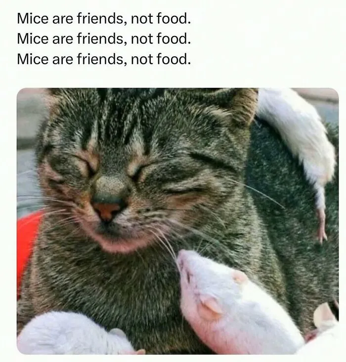 This Instagram Page Shares 55 "No Context" Animal Memes That Are Pure Comedy
