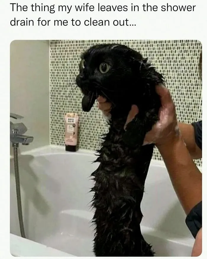 This Instagram Page Shares 55 "No Context" Animal Memes That Are Pure Comedy