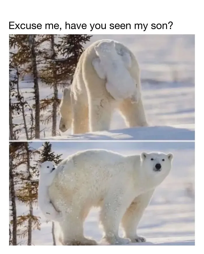 This Account Shares 50 Photos Of Animals Being Accidentally Hilarious
