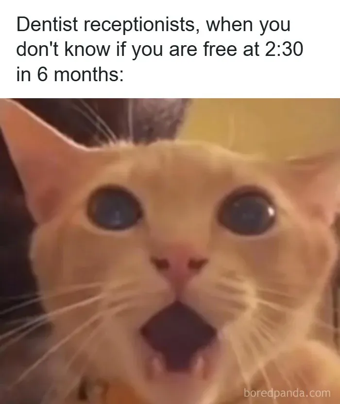 Surprised cat meme illustrating funny moments for those who need memes to function properly and stay entertained.