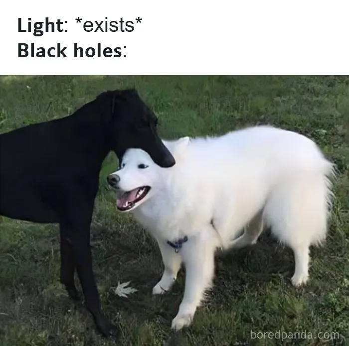 Two dogs, one black and one white, standing close together outdoors in a funny entertaining memes image about light and black holes.