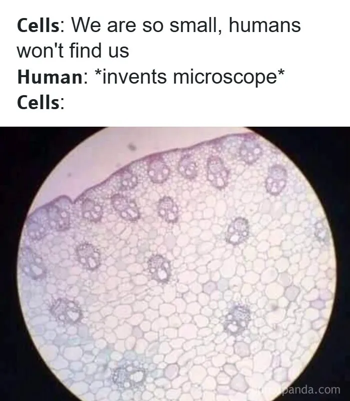 Microscopic view of cells with humorous meme text about humans inventing microscopes to find small cells.