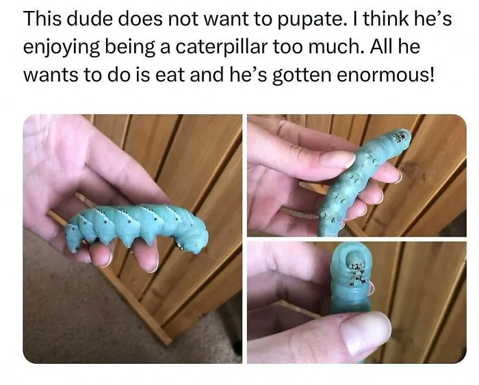 This Instagram Page Shares 55 "No Context" Animal Memes That Are Pure Comedy