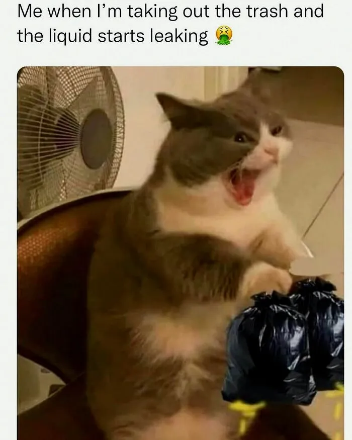 This Instagram Page Shares 55 "No Context" Animal Memes That Are Pure Comedy