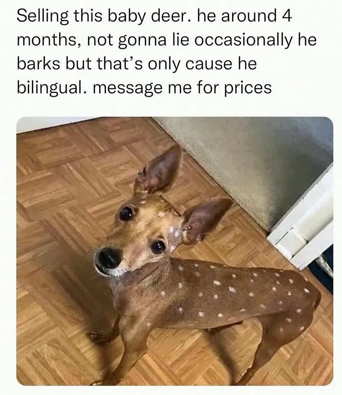 This Instagram Page Shares 55 "No Context" Animal Memes That Are Pure Comedy