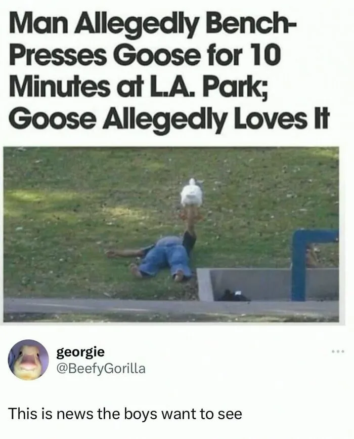 This Instagram Page Shares 55 "No Context" Animal Memes That Are Pure Comedy