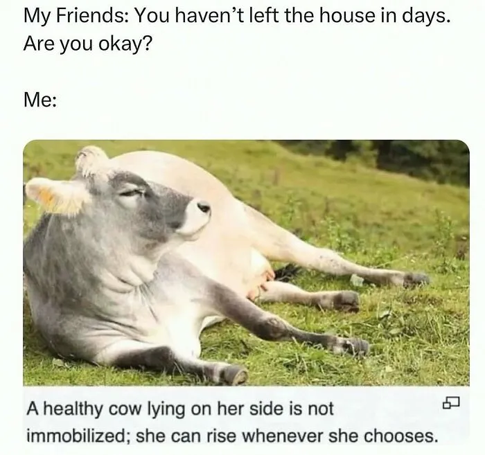 This Instagram Page Shares 55 "No Context" Animal Memes That Are Pure Comedy